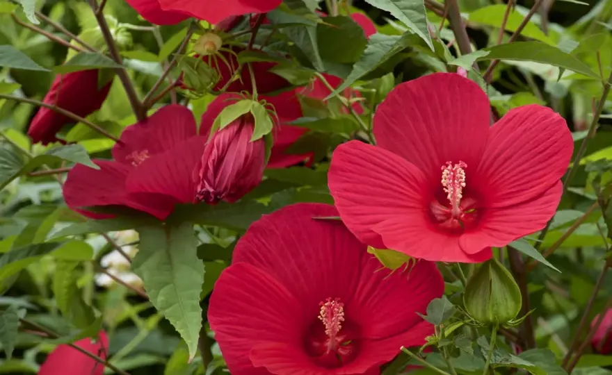 Hibiskus ogrodowy - uprawa i pielęgnacja, by pięknie kwitł