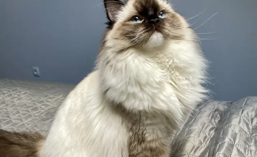 Ragdoll - jaki naprawdę ma charakter i czy pasuje do rodziny?
