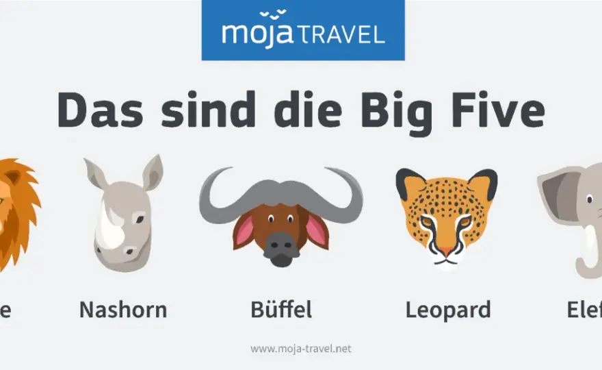 Big Five in Afrika - Tiere erkennen und die besten Parks finden