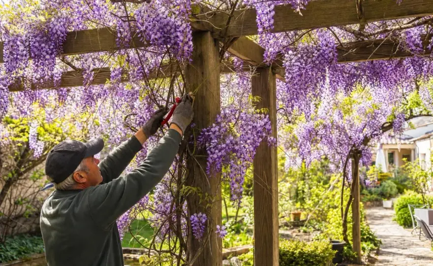 Planter une glycine - Le guide complet pour une floraison réussie