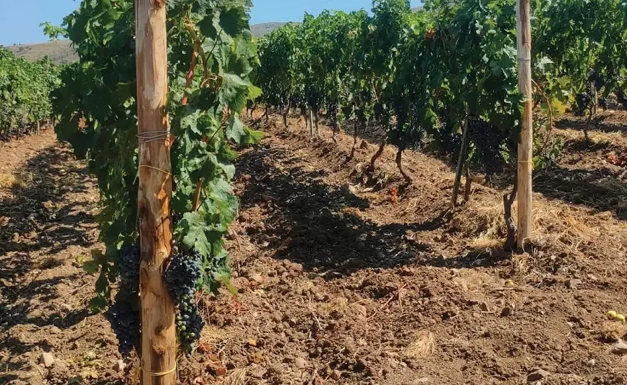 Acido Gibberellico in Fertirrigazione - Guida all'Uso Corretto