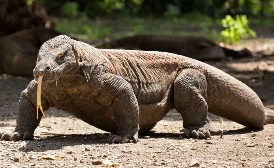 Peso del Dragón de Komodo - ¿Cuánto Pesa Realmente?
