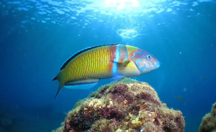 Peces de Lanzarote - Guía para verlos en su hábitat