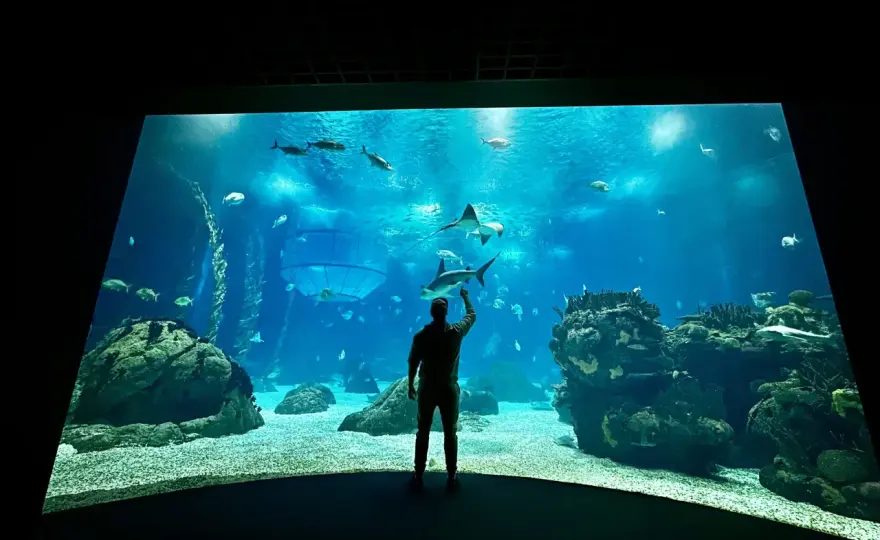 Oceanarium Lizbona – fascynujące morskie stworzenia i atrakcje dla rodzin