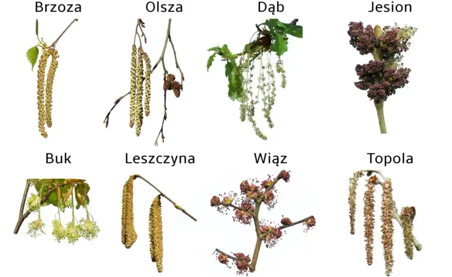 Co pyli w kwietniu? Brzoza, jesion, dąb – jak przetrwać?