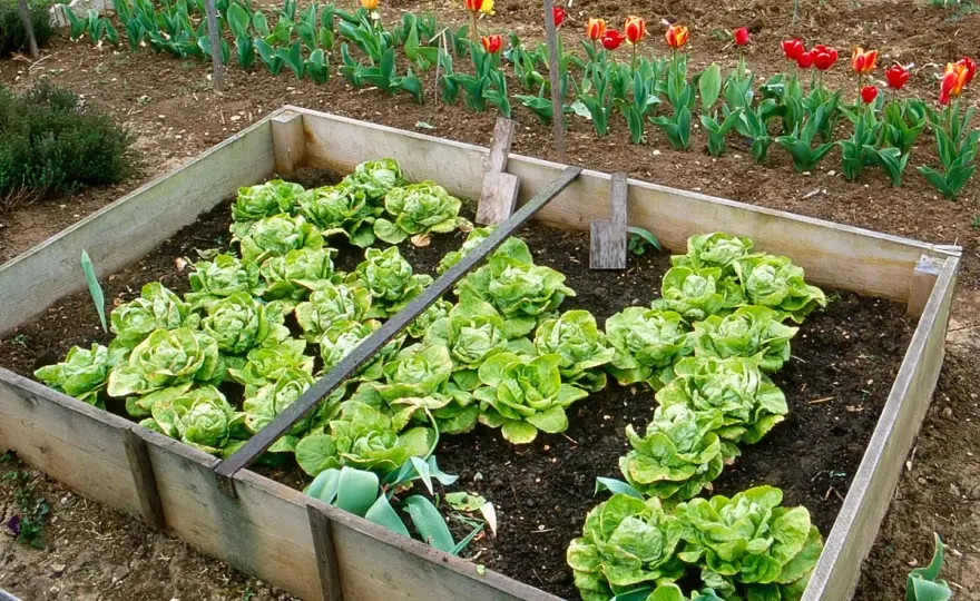 Repiquage salades - Évitez les erreurs et réussissez votre potager