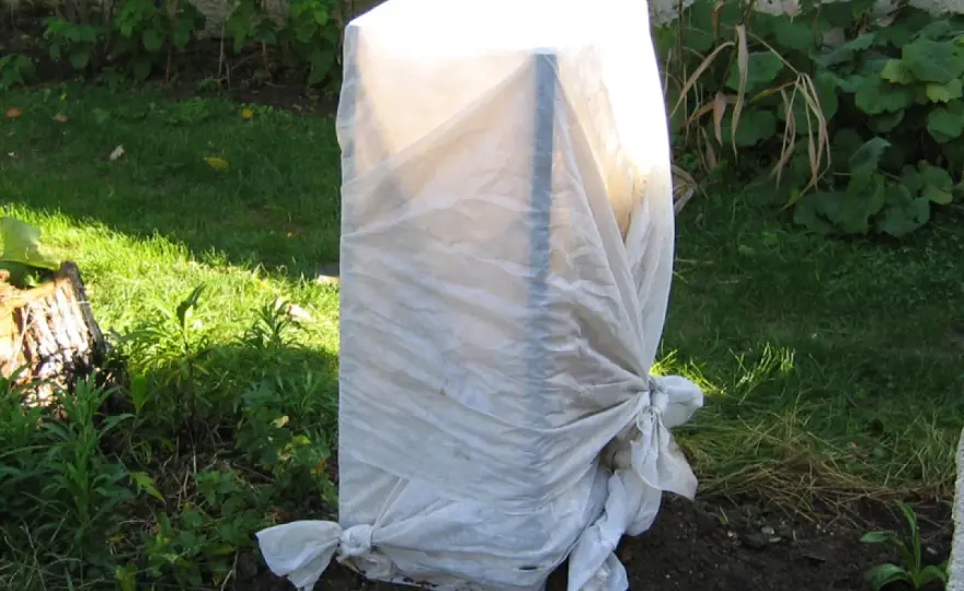 Planter un bananier au jardin et le protéger en hiver