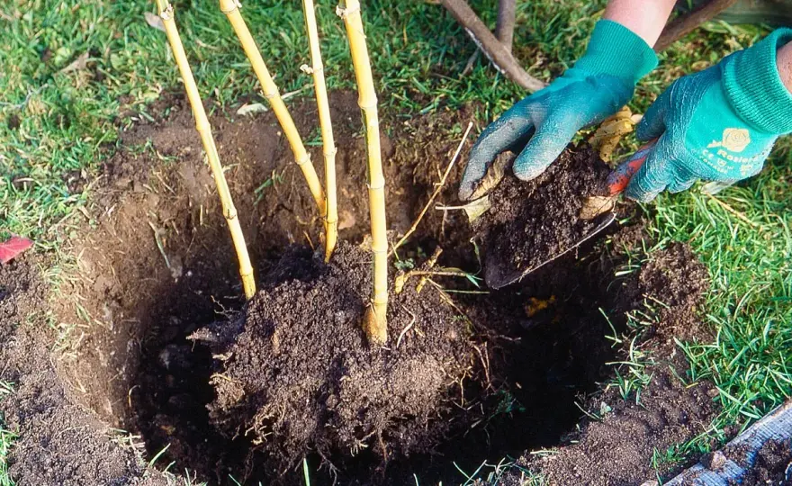 Planter un bambou sans mauvaise surprise - les bons gestes