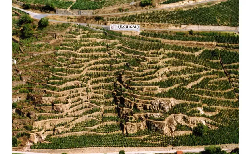 Côte-Rôtie - Comprendre les Millésimes et Bien Choisir