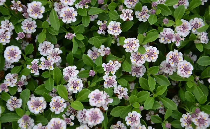 Lippia nodiflora in inverno - come proteggerla e quando seminarla
