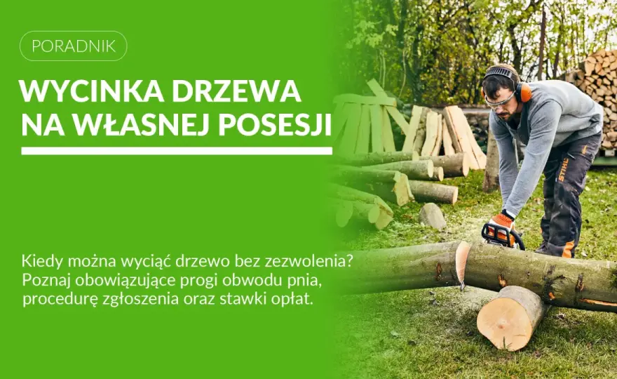 Wycinka świerka na działce - Zgłoszenie czy zezwolenie?