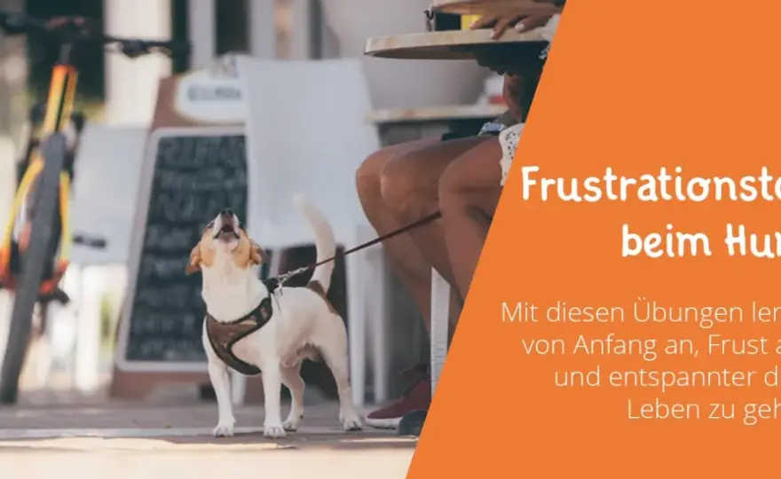 Frustrationstoleranz beim Hund trainieren - so klappt es im Alltag