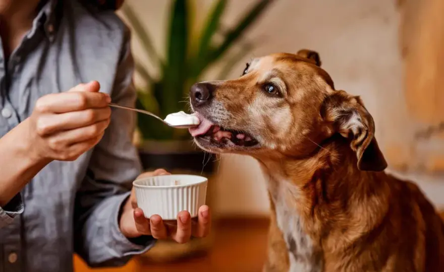 ¿Puede tu perro comer yogur? Guía para elegir bien