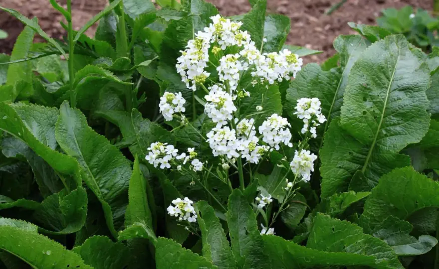 Meerrettich pflanzen - so gelingt die kräftige Wurzel im Garten