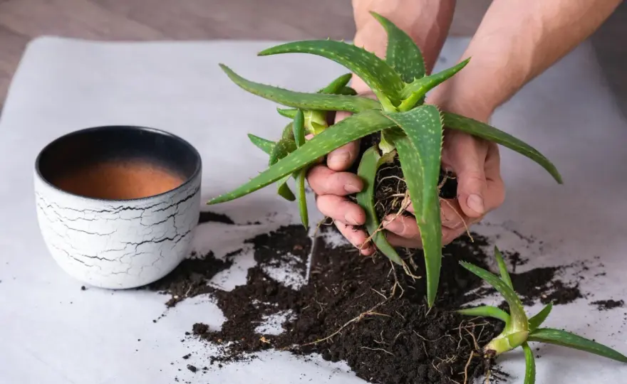 Aloe-vera-Kindel richtig abtrennen und eintopfen