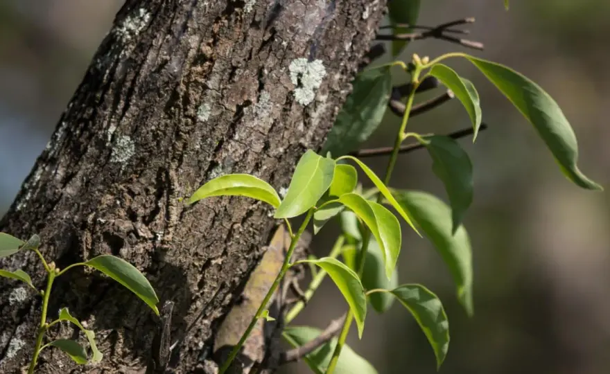 Albero di canfora e zanzare - funziona davvero?