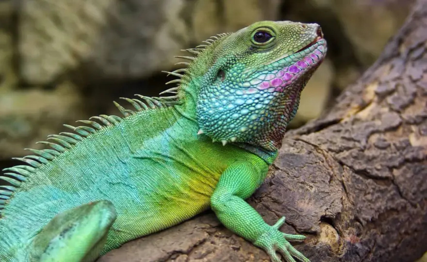 Dragón de agua chino - ¿Mascota ideal o error común?