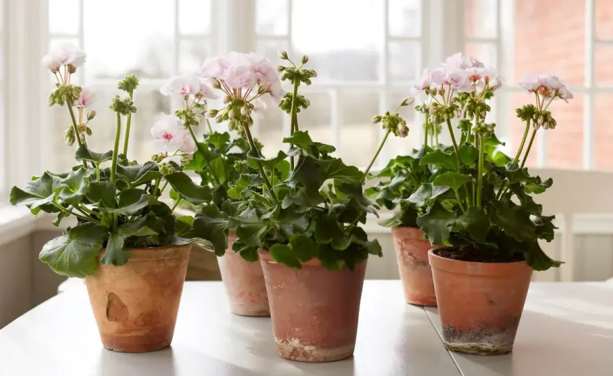 Pelargoner inomhus - Så lyckas du med skötseln!
