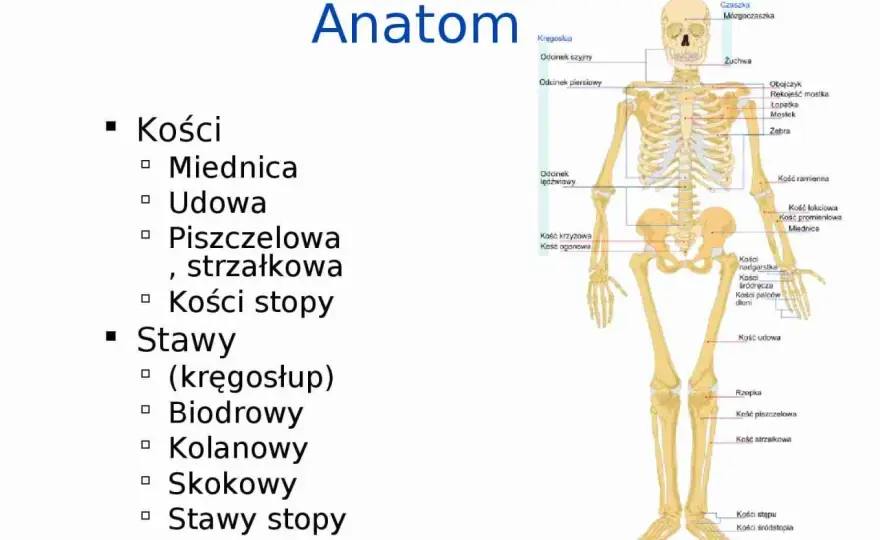 Anatomia kończyny dolnej - co warto wiedzieć o kościach i stawach