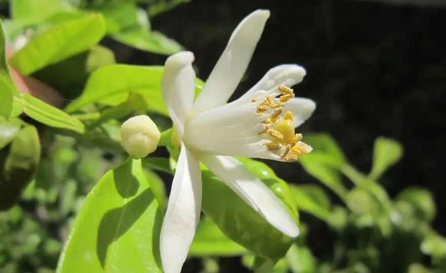 Citronnier - Fleurs qui tombent ? Comprenez le cycle et récoltez