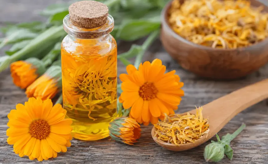 Calendula pour la peau - bienfaits et précautions