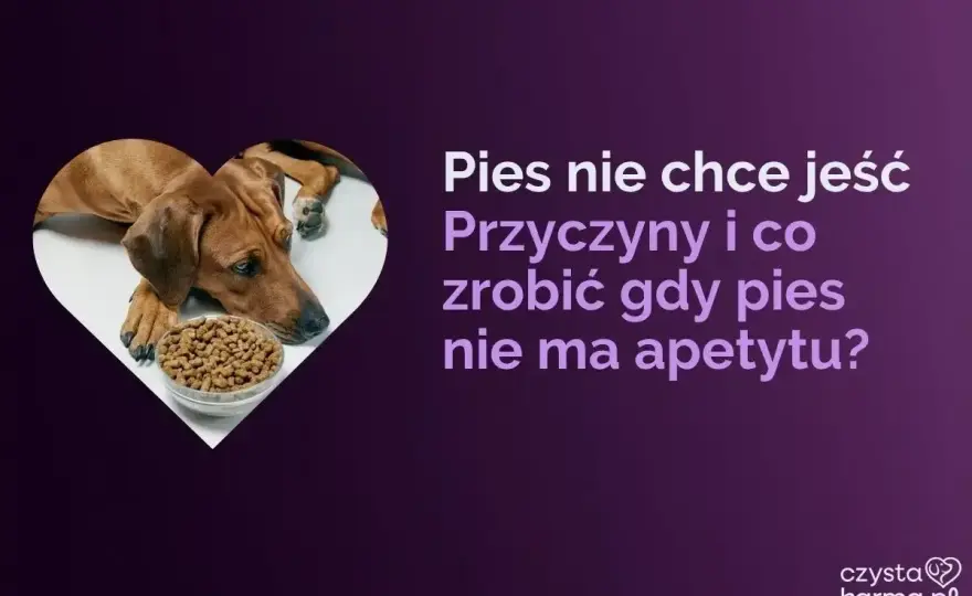 Pies nie chce jeść karmy? Co robić i kiedy do weterynarza
