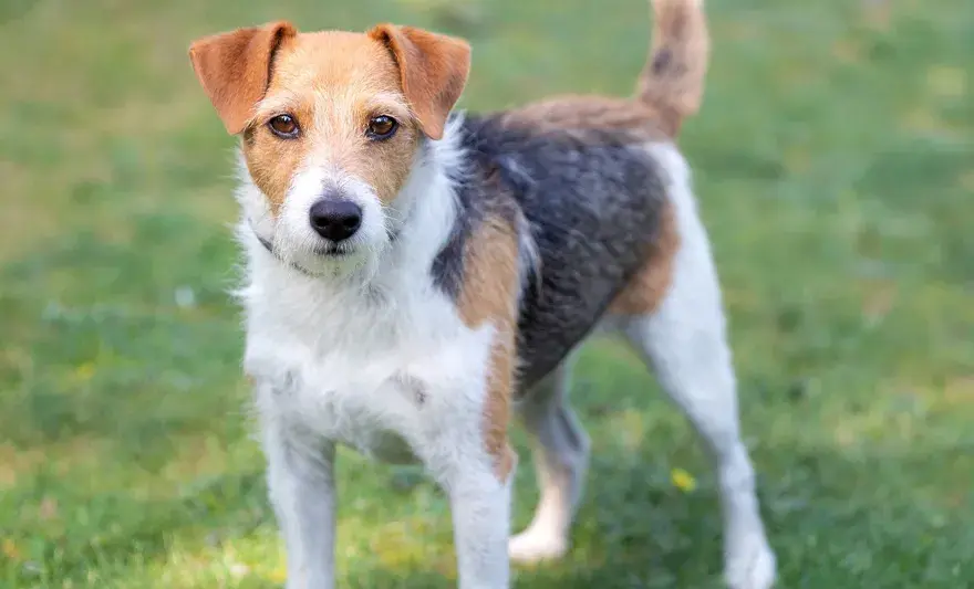 Parson Russell Terrier - charakter, ruch i pielęgnacja