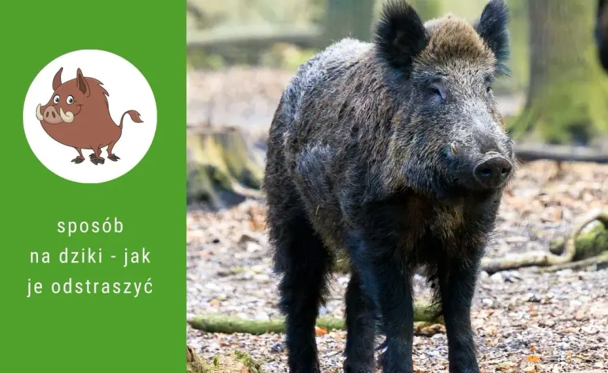 Dziki na osiedlu: Co robić, kogo wezwać i jak się chronić?