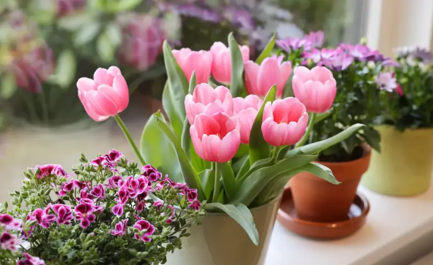 Tulipany w donicach - Sadzenie i pielęgnacja dla bujnego kwitnienia