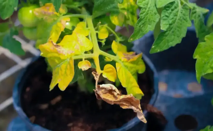 Feuilles jaunes sur tomate - causes et solutions au potager