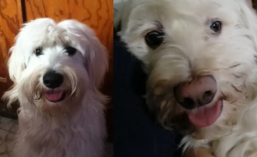 Nariz despigmentada en perros - ¿Cuándo preocuparse?
