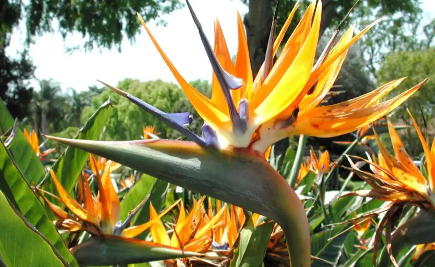 Strelitzia reginae: Guía para una floración espectacular