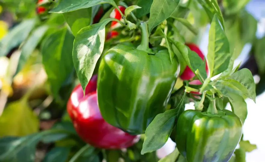 Concimazione dei peperoni tra terreno, acqua e potassio