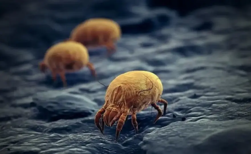 Cuánto vive un ácaro del polvo y por qué sigue dando alergia