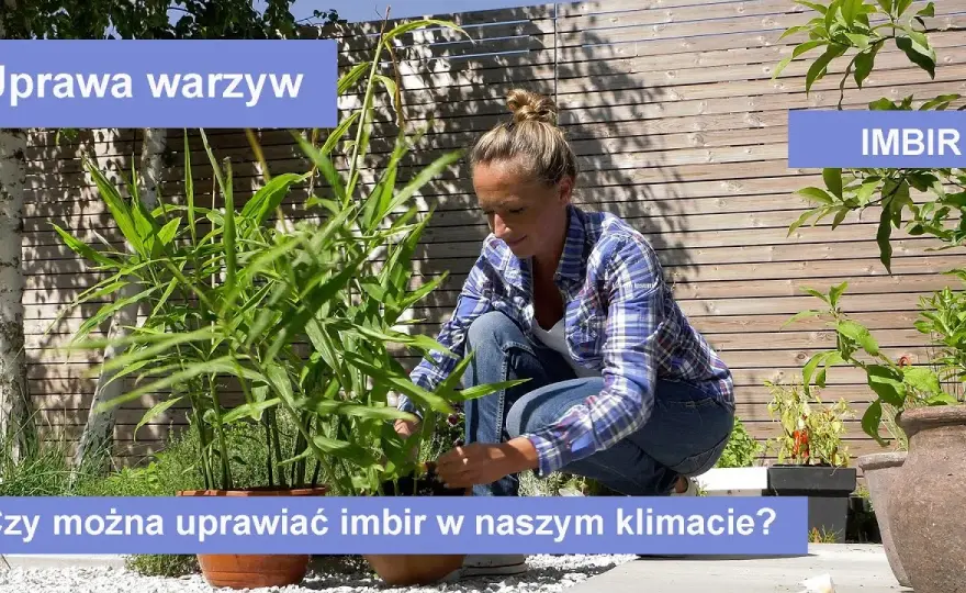 Jak wygląda imbir w doniczce? Odkryj jego piękne cechy i pielęgnację