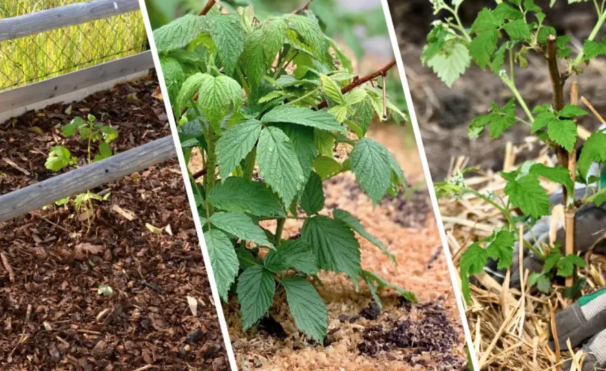 Popiół drzewny pod maliny - Kiedy pomaga, a kiedy szkodzi krzewom?