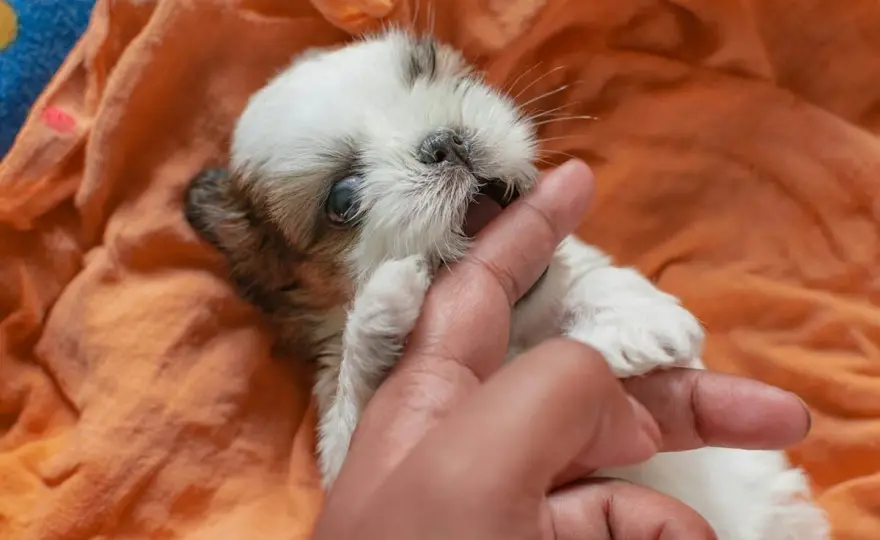 Chiot qui mordille - Stop aux morsures, éduquez-le calmement