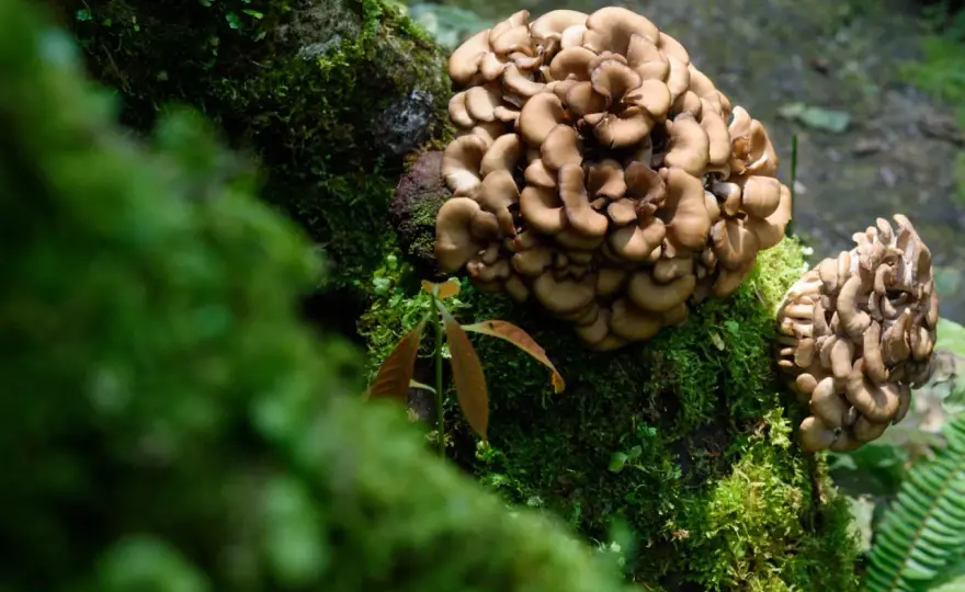 Maitake - Proprietà, usi e benefici reali: la guida completa