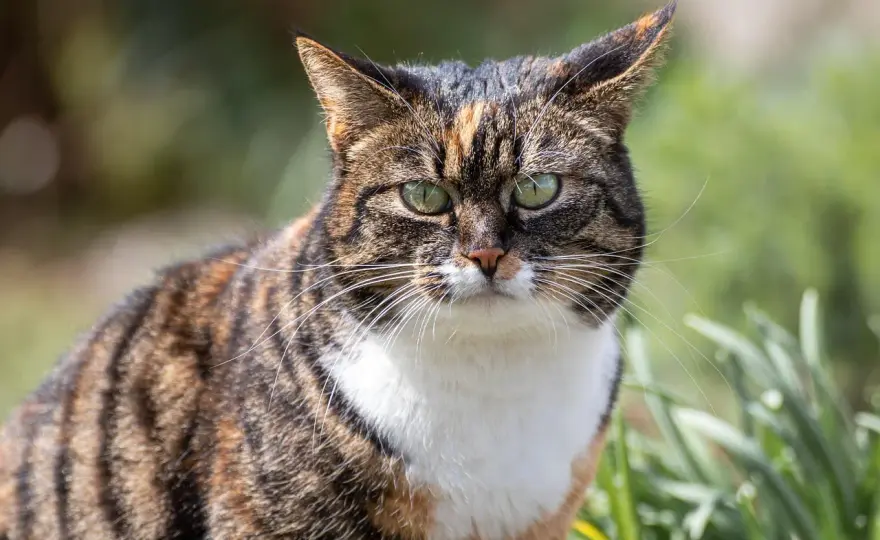 Czy kot może jeść ryż? Weterynarz wyjaśnia, kiedy to bezpieczne!