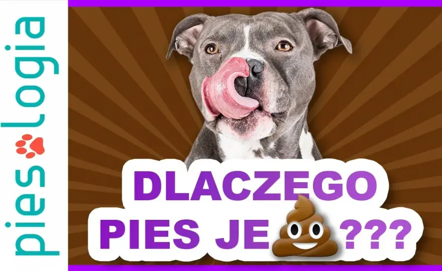 Dlaczego pies je kocie kupy i jak skutecznie zapobiec temu nawykowi?