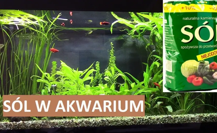 Ile soli do akwarium słodkowodnego? Kluczowe dawkowanie dla zdrowia ryb