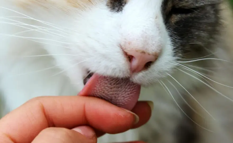 Cat Licking Your Face - Why They Do It & What It Means