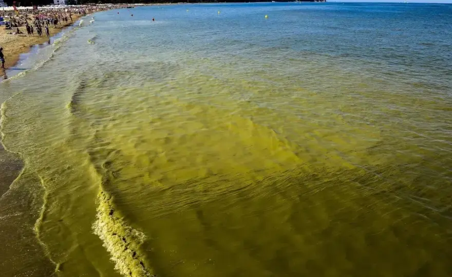 Sinice nad Bałtykiem - Jak bezpiecznie spędzić dzień na plaży?