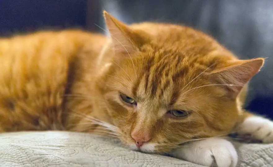 Gastritis en gatos - ¿Cuándo es grave y cómo actuar?