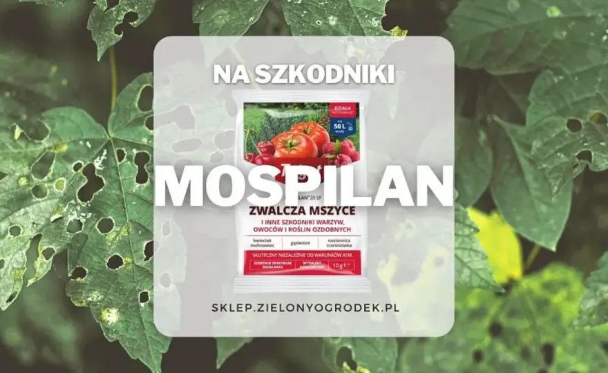 Mospilan na mszyce - kiedy działa i jak go stosować?