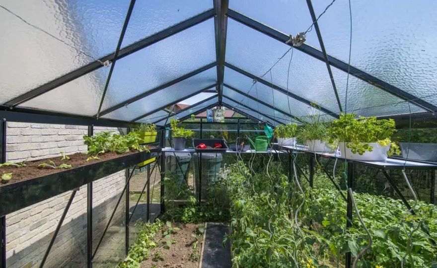 Co sadzić w szklarni? Pełny poradnik - od wiosny do jesieni