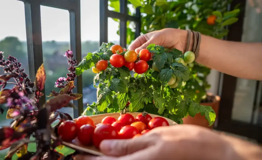 Tomaten richtig lagern - so bleiben sie aromatisch
