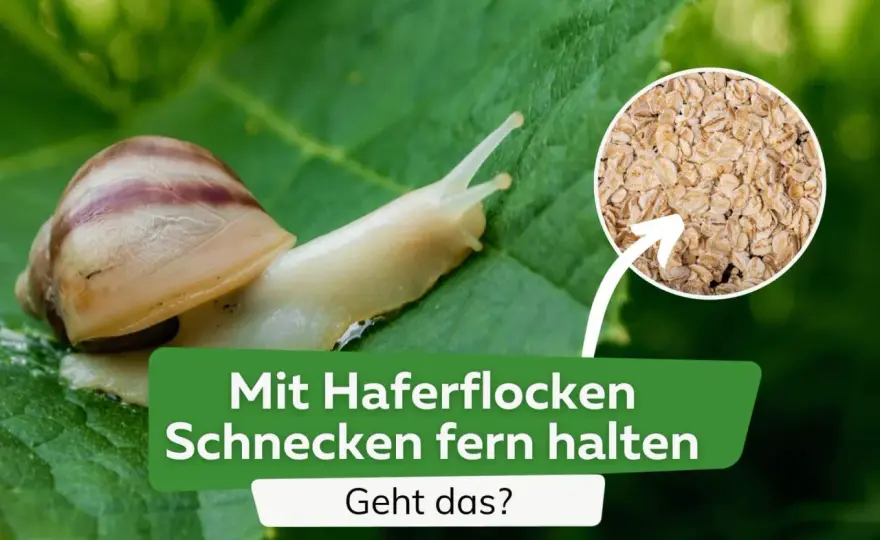 Haferflocken gegen Schnecken - Mythos oder Hilfe?