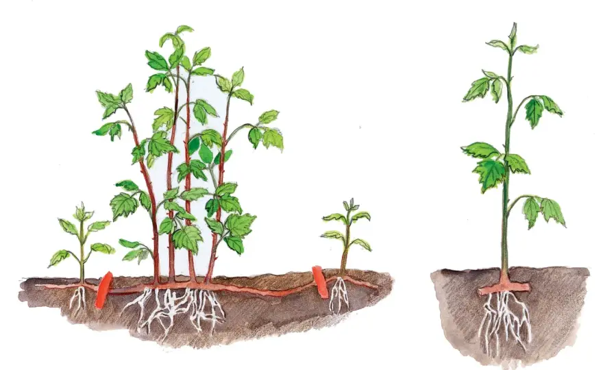 Himbeeren vermehren - die besten Methoden für den Nutzgarten