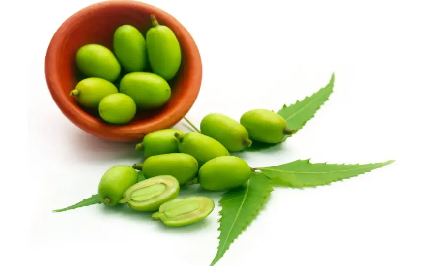 Olio di neem: usalo bene per piante sane. Evita questi errori!
